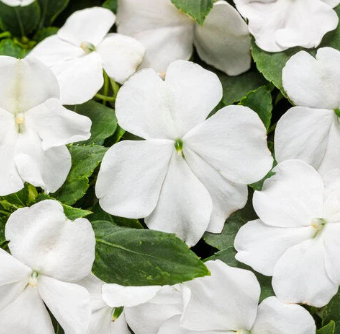 4 Inch New Guinea Impatient Flat