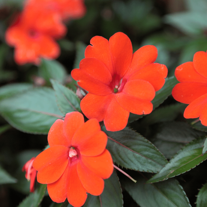 4 Inch New Guinea Impatient Flat