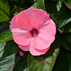 4 Inch New Guinea Impatient Flat