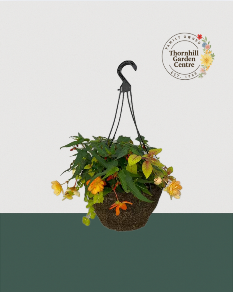 12" Fibre Premium Mixed Shade Hanging Basket - Amber Cascade
