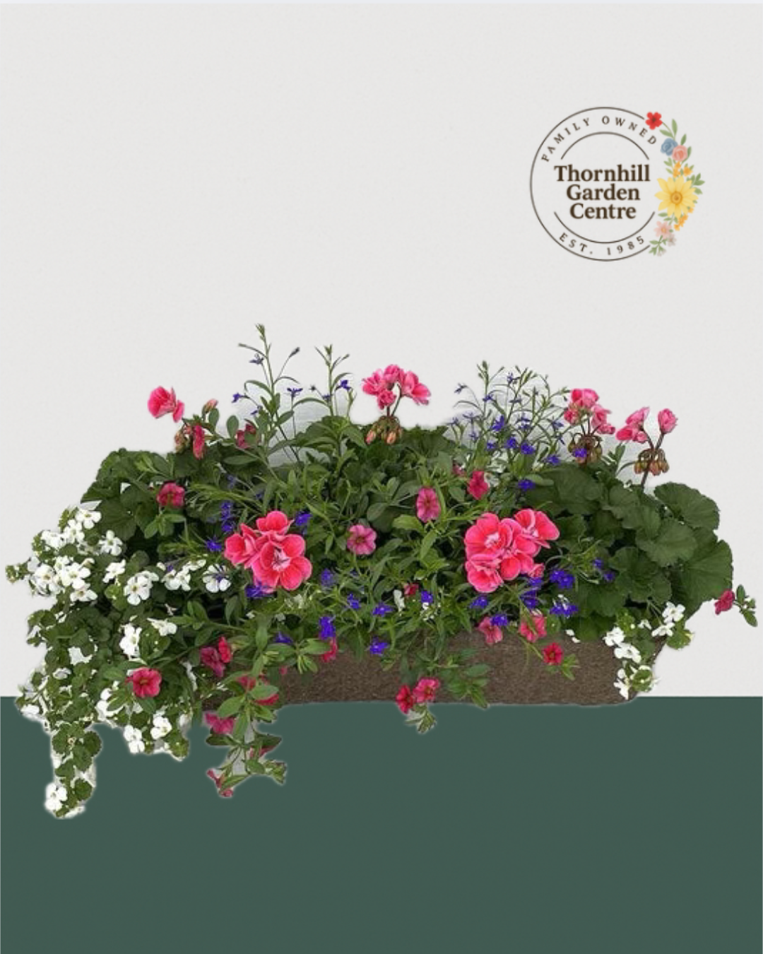 24" Fibre Premium Mixed Sun Window Box - English Garden Mix