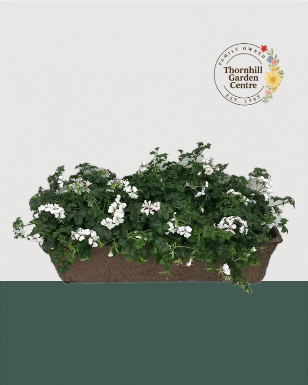 24" Fibre Premium Mixed Sun Window Box - Alpine Ice Ivy Geraniums