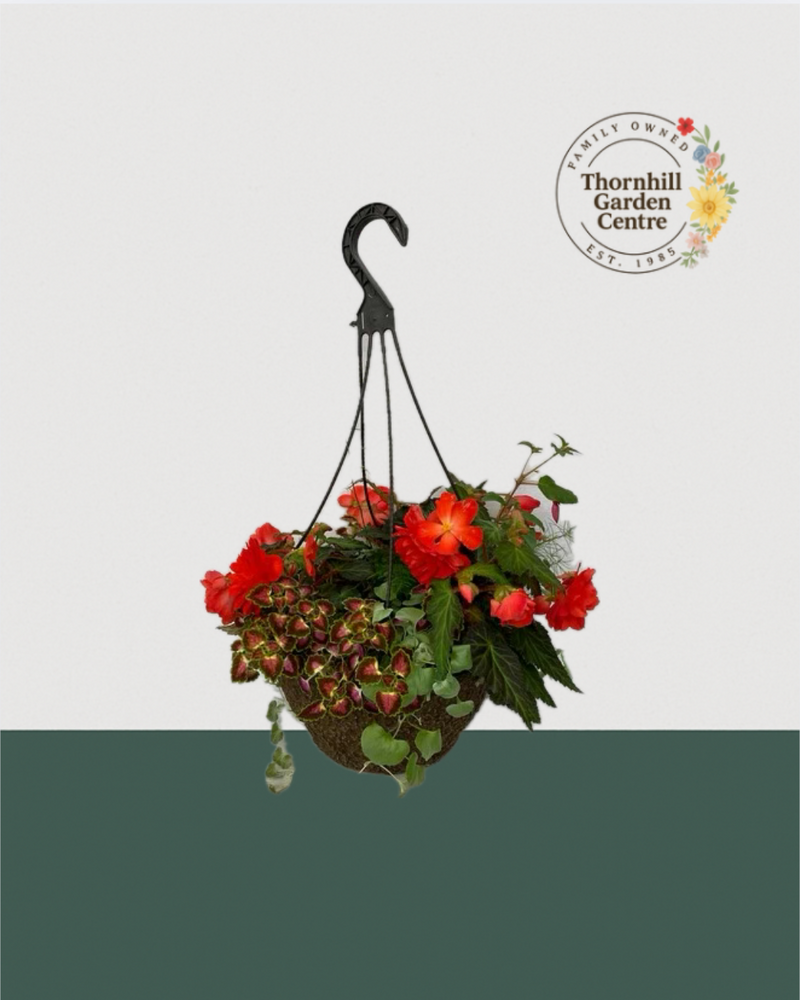 12" Fibre Premium Shade Hanging Basket - Tropical Flame Mix