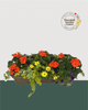 24" Fibre Premium Mixed Sun Window Box - Summer Blaze Mix