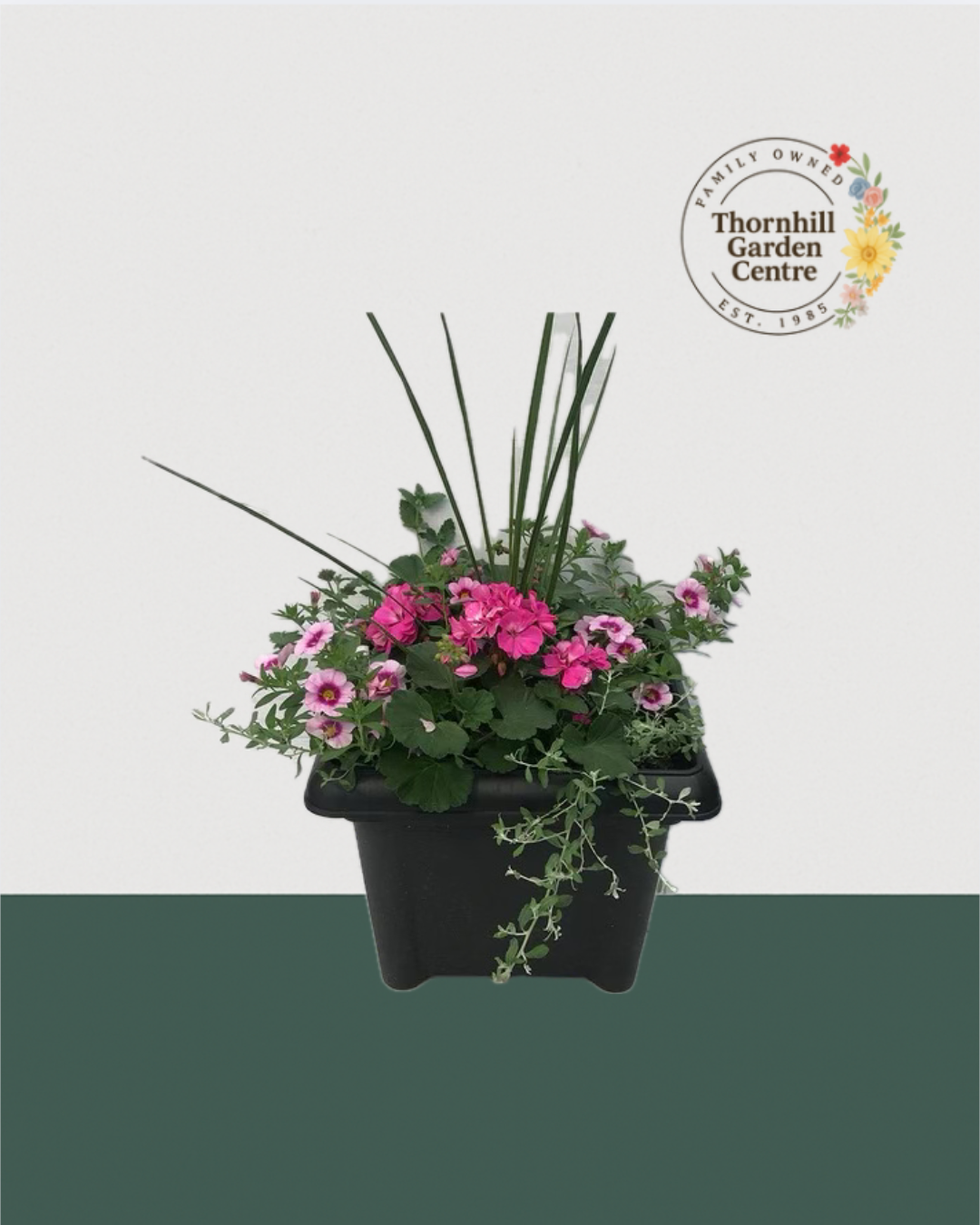 14" Square Premium Mixed Sun Planter - Raspberry Ripple Blend
