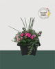 14" Square Premium Mixed Sun Planter - Raspberry Ripple Blend