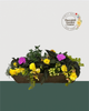 24" Fibre Premium Mixed Shade Window Box - Lemonberry Swirl Mix