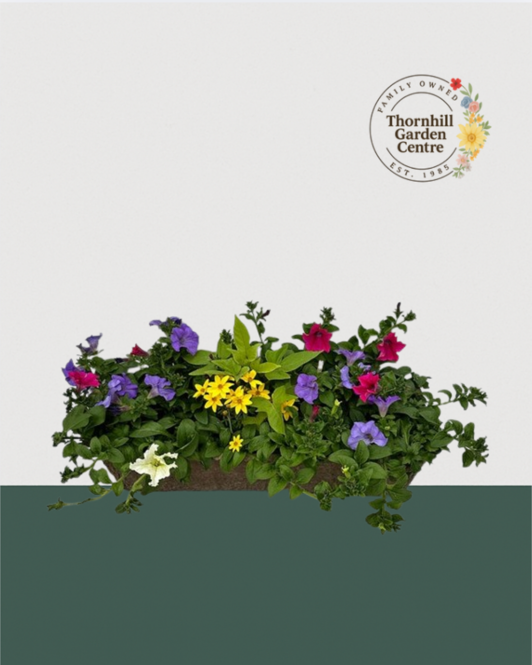 24" Fibre Premium Sun Mixed Window Box - Wildflower Carnival Mix
