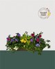 24" Fibre Premium Sun Mixed Window Box - Wildflower Carnival Mix
