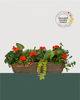 24" Fibre Premium Mixed Sun Window Box - Flameburst Mix