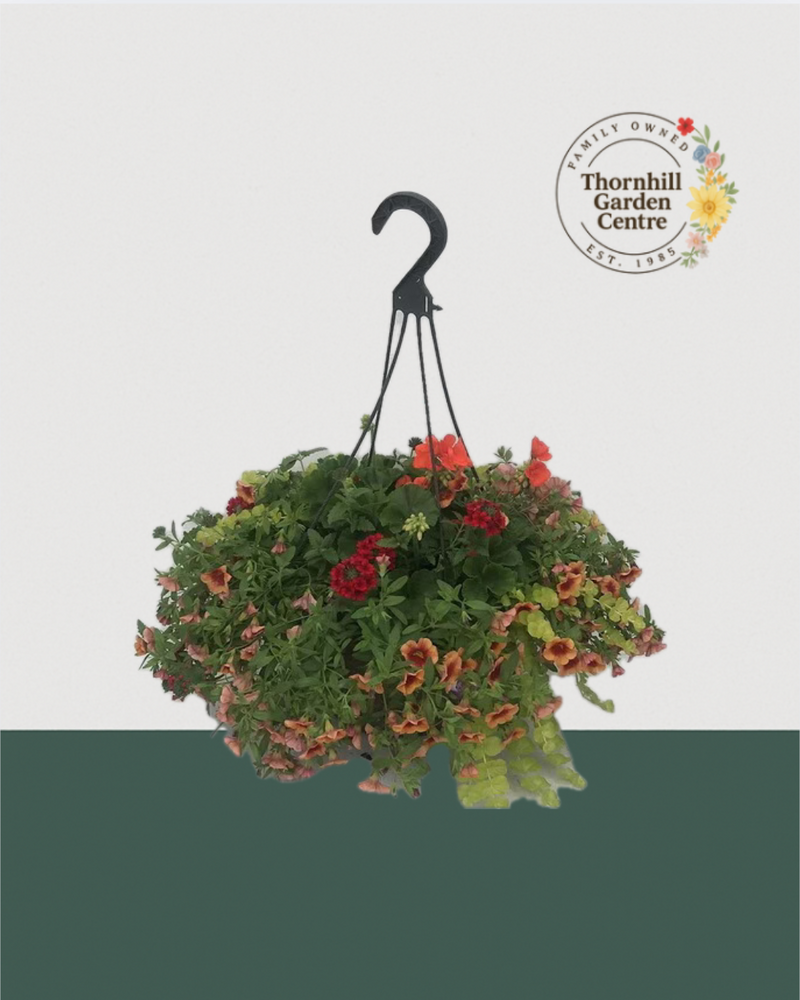 12" Fibre Premium Sun Hanging Basket - Sunset Glow Mix