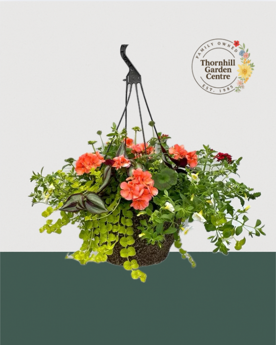 12" Fibre Premium Mixed Sun Hanging Basket - Sunny Daze