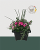 14" Square Premium Mixed Sun Planter - Pink Petal Beauty