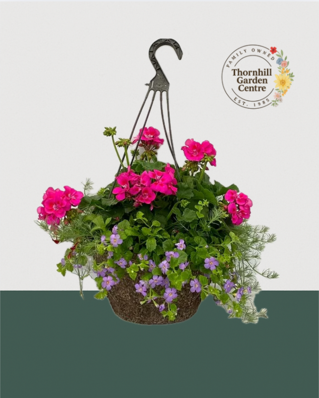 12" Fibre Premium Mixed Sun Hanging Basket - Fuchsia & Lavender Bliss