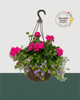 12" Fibre Premium Mixed Sun Hanging Basket - Fuchsia & Lavender Bliss