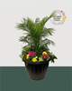 18" Mega Premium Mixed Shade Planter - Tropical Elegance