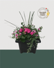 14" Square Premium Mixed Sun Planter - Bold Pink & Soft Lavender