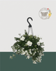 12" Fibre Premium Mixed Sun Hanging Basket - White Delight
