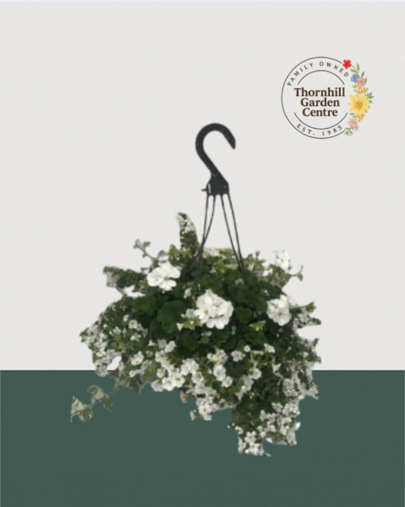 12" Fibre Premium Mixed Sun Hanging Basket - White Delight