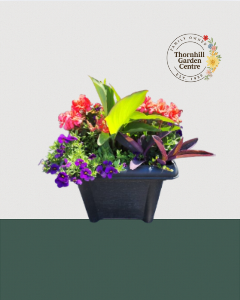 14" Square Premium Mixed Sun Planter - Sunset Gem Mix