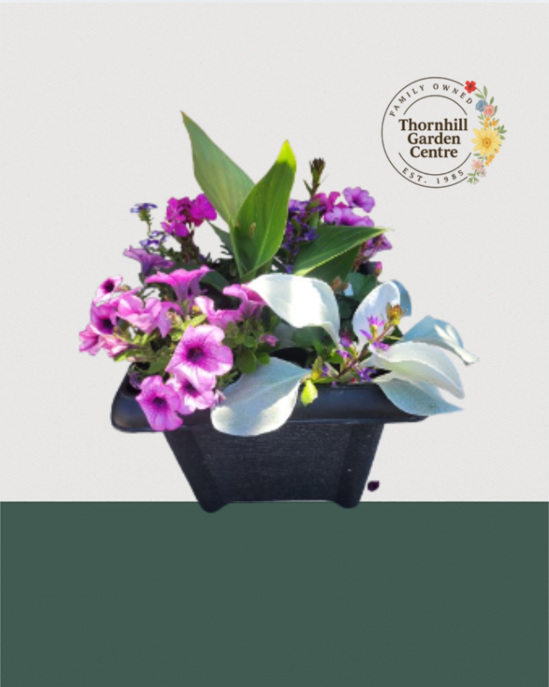 14" Square Premium Mixed Sun Planter - Silver Blush Mix