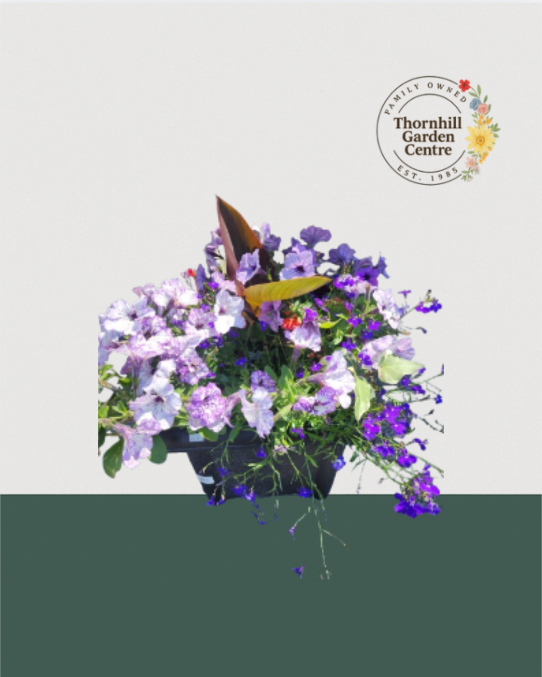 14" Square Premium Mixed Sun Planter - Lavender Breeze Mix