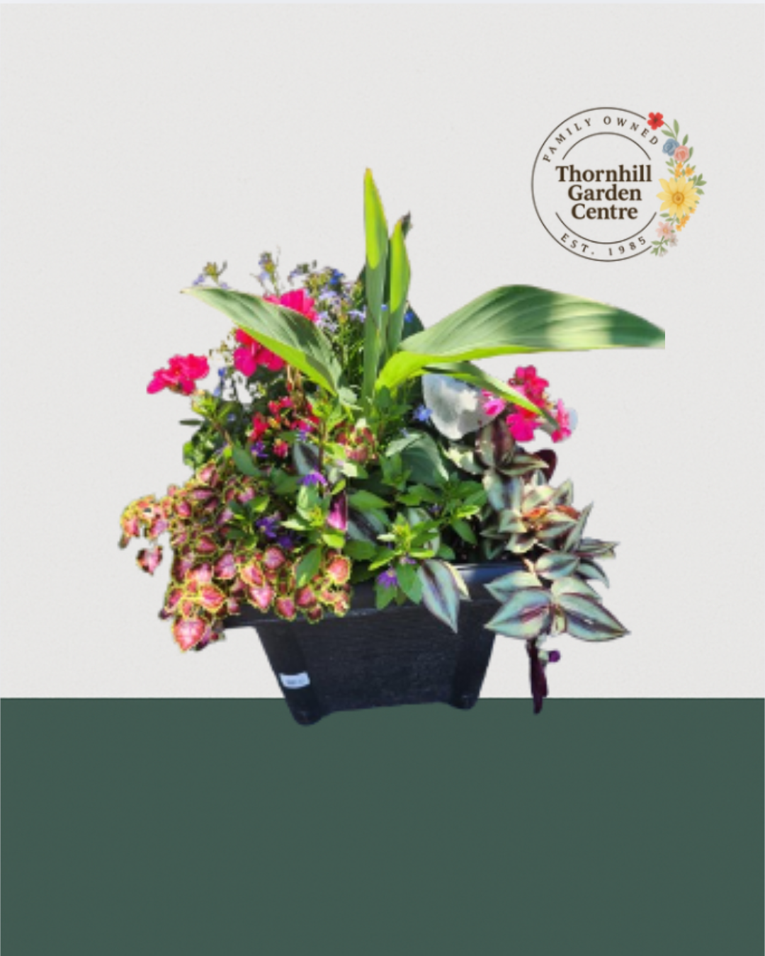 14" Square Premium Mixed Sun Planter - Tropical Shine Mix