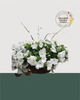 16" Moss Premium Mixed Shade Hanging Basket - Snowfall Elegance Mix