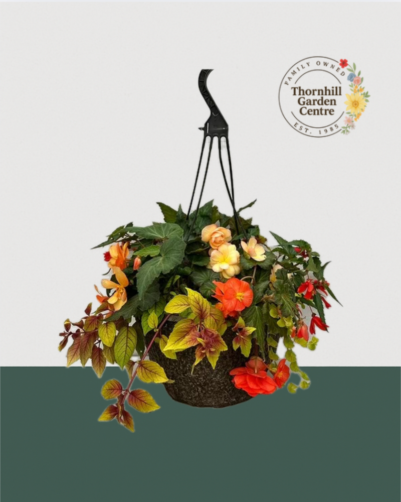 12" Premium Fibre Shade Hanging Basket – Apricot Blaze