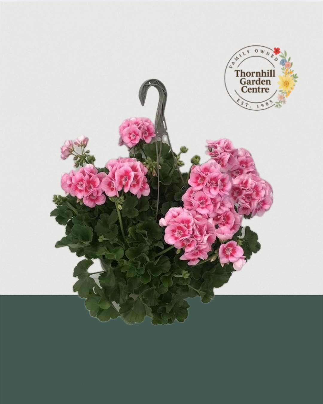 10" Premium Sun Hanging Basket - Blushing Rose