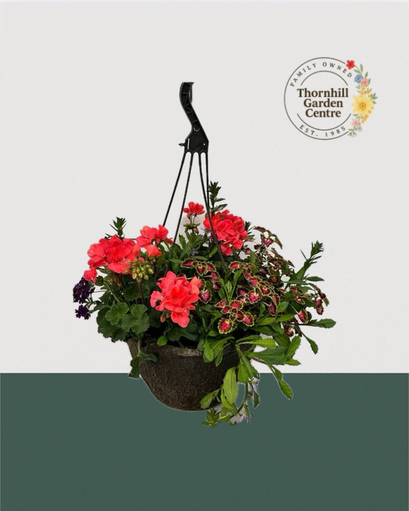 12" Premium Fibre Sun Hanging Basket – Coral Burst