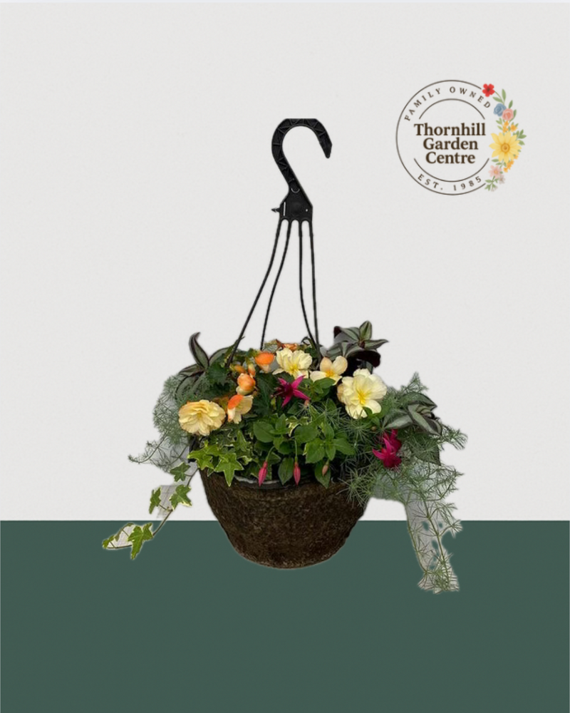 12" Premium Fibre Shade Hanging Basket – Creamsicle Bloom