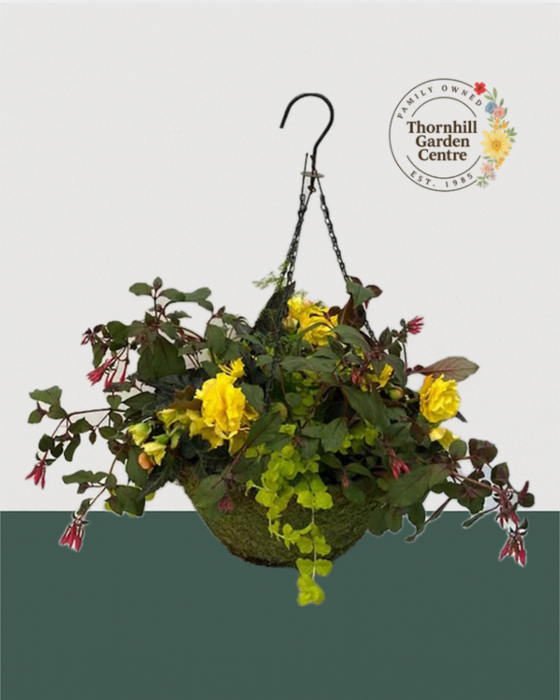 16" Premium Moss Shade Hanging Basket – Golden Glow