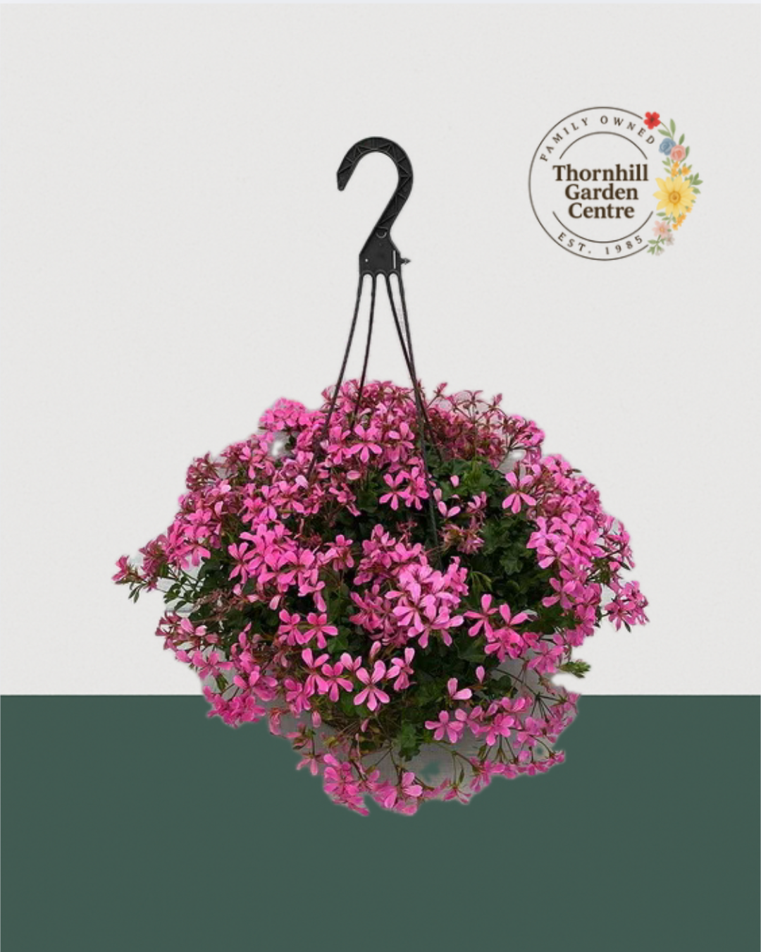12" Fibre Premium Sun Hanging Basket - Botanical Pink