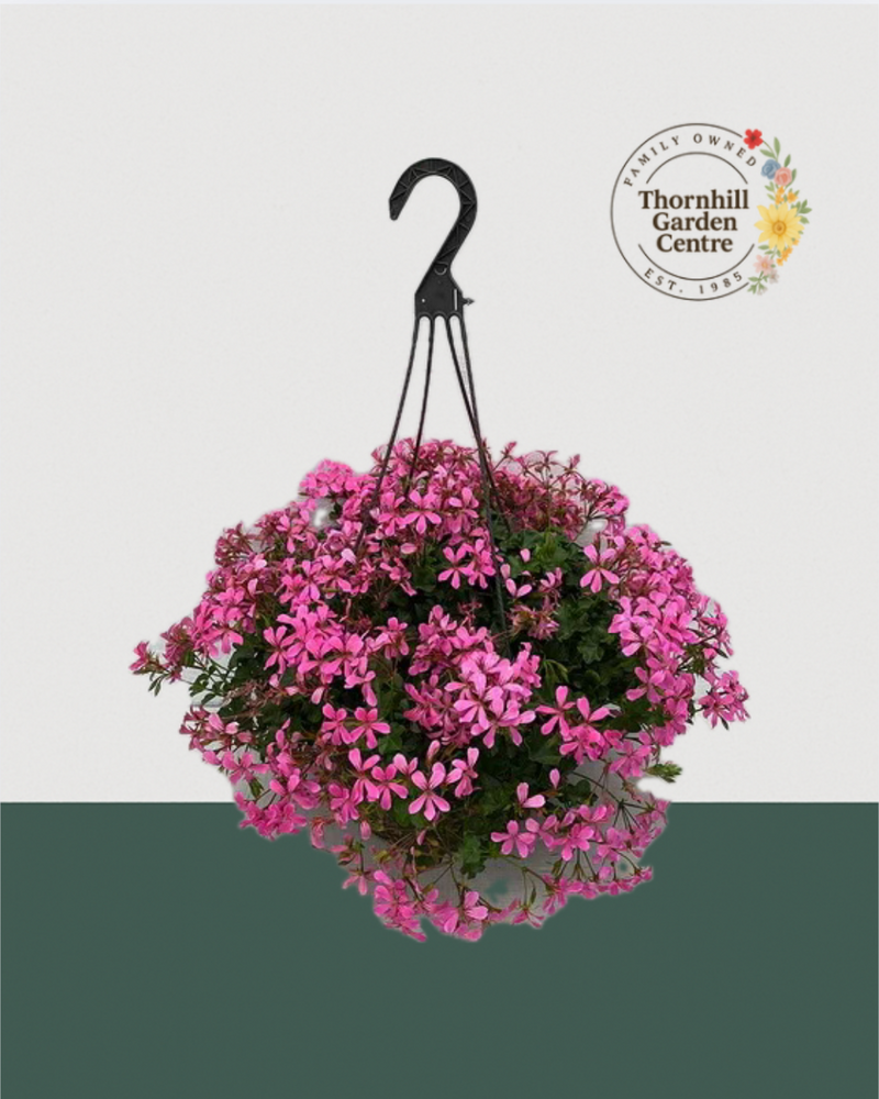 12" Fibre Premium Sun Hanging Basket - Botanical Pink