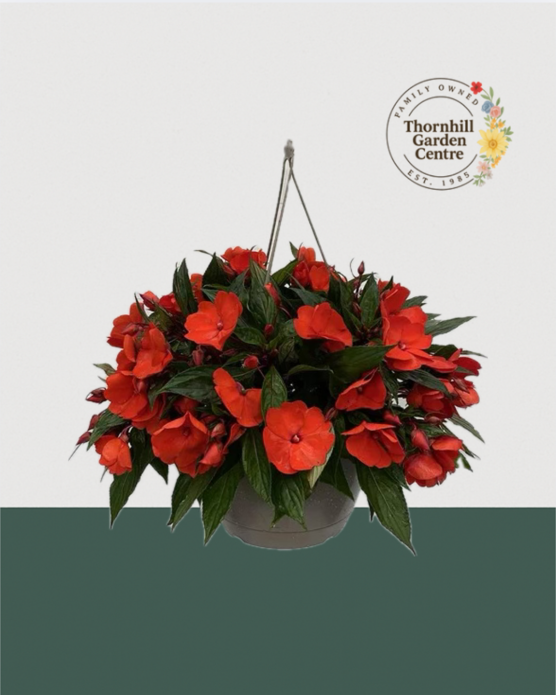 10" Premium  Sun/Shade Hanging Basket - Bold Red