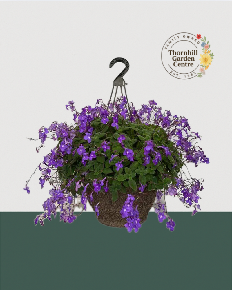 12" Premium Fibre Shade Hanging Basket – Purple Streptocarpella
