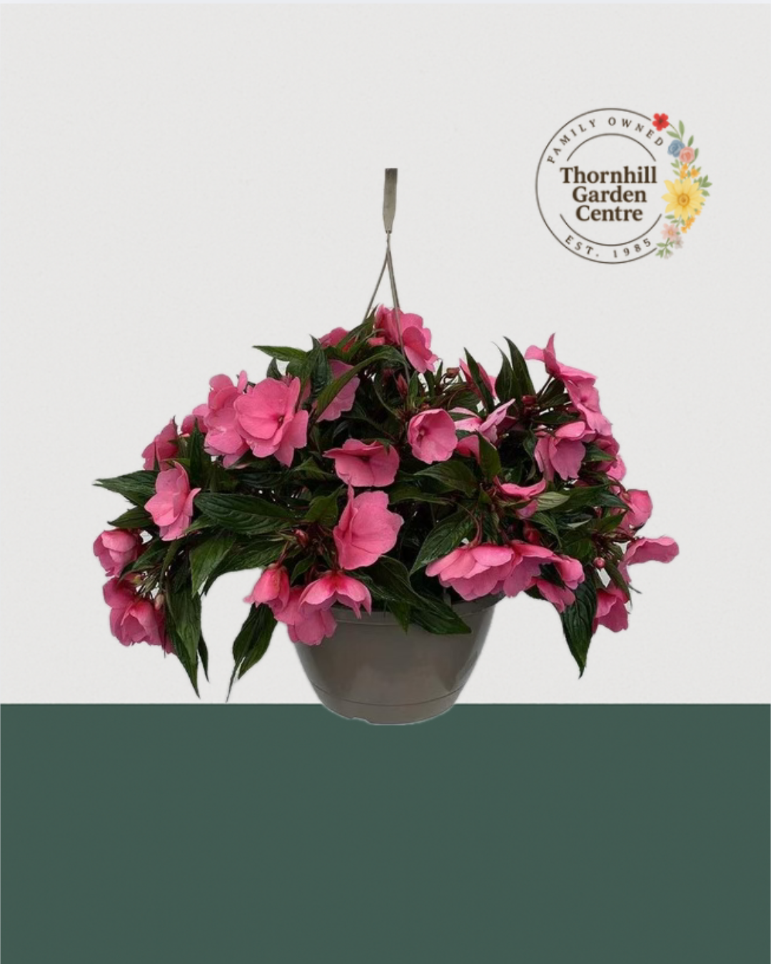 10" Premium Sun/Shade Hanging Basket - Orchid Pink