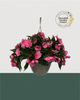10" Premium Sun/Shade Hanging Basket - Orchid Pink