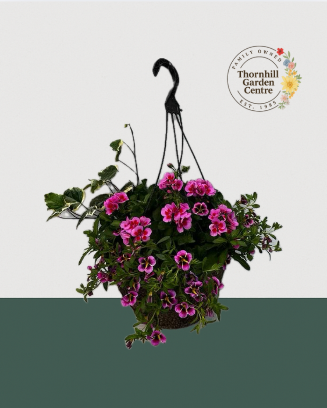 12" Premium Fibre Sun Hanging Basket – Pink Cascade