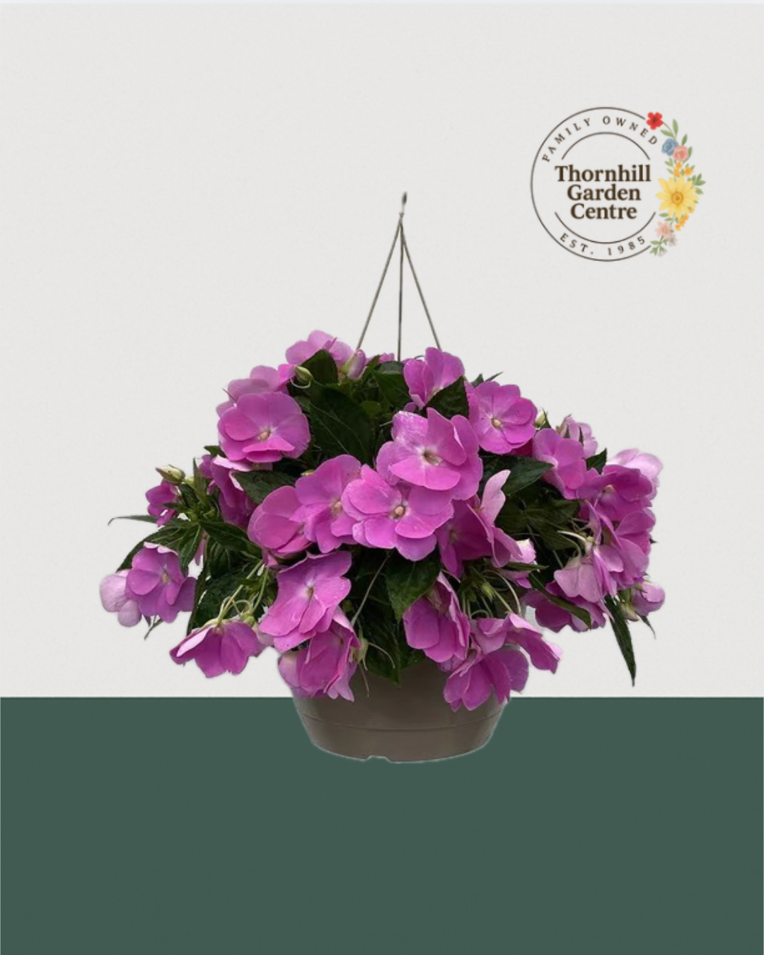 10" Premium Sun/Shade Hanging Basket - Lavender Flow