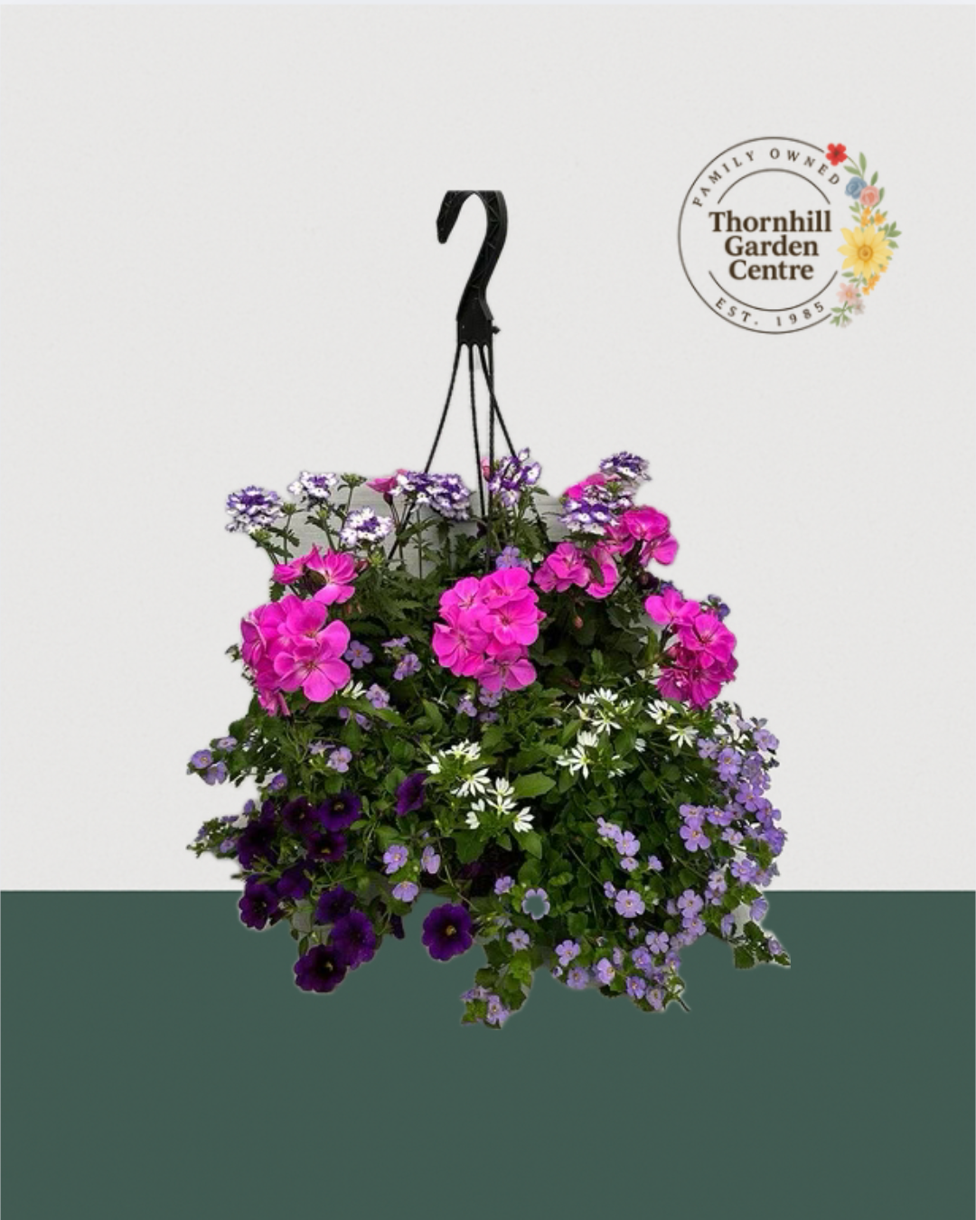 12" Premium Fibre Sun Hanging Basket – Violet Blush Mix