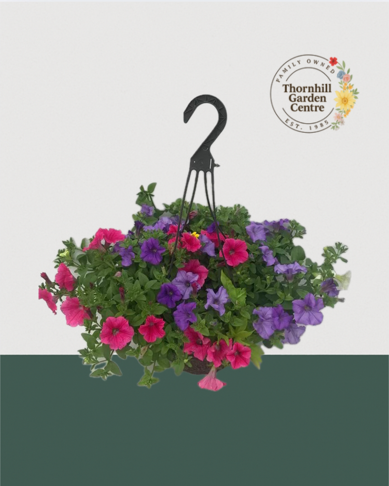 12" Premium Fibre Sun Hanging Basket – Jewel Tones Petunia Mix