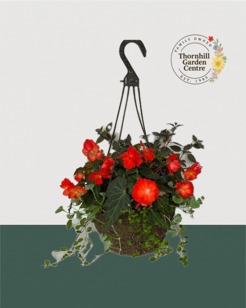 12" Fibre Premium Mixed Shade Hanging Basket - Ember Glow