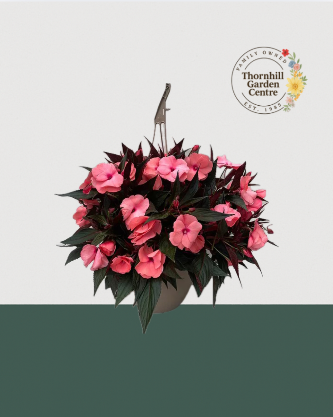 10" Premium Sun/Shade Hanging Basket - Coral Charm
