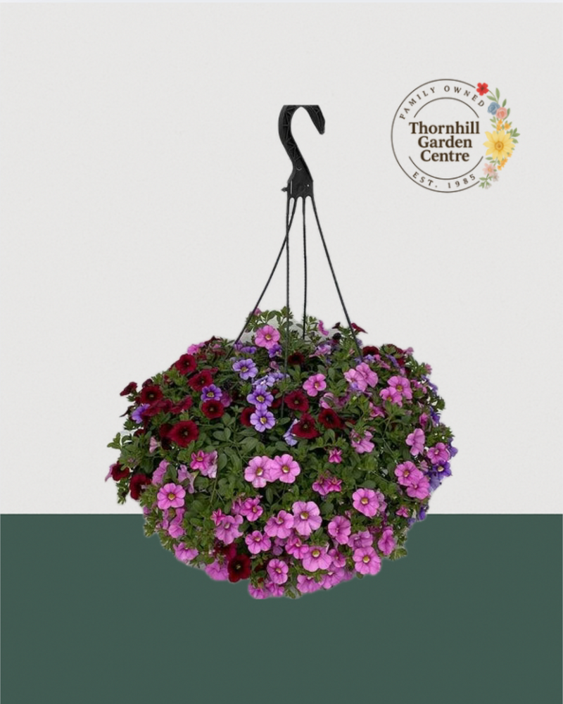 12" Premium Fibre Sun Hanging Basket – Berry Sorbet Mix