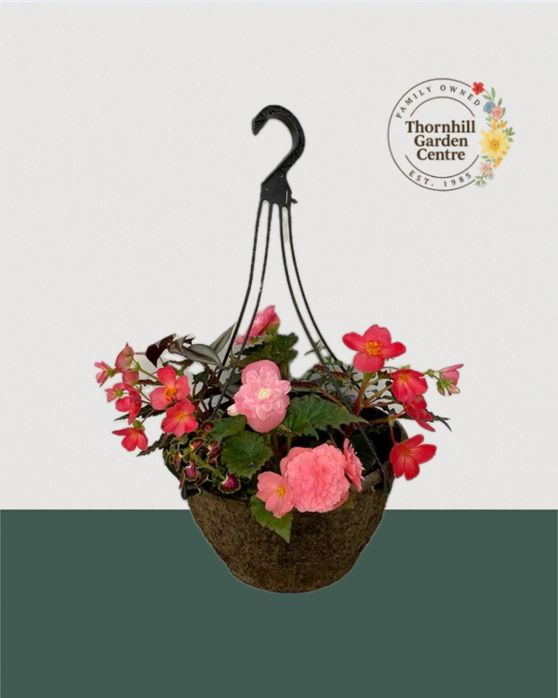 12" Premium Fibre Shade Hanging Basket – Blush Begonia