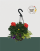 12" Fibre Premium Mixed Sun Hanging Basket - Sunset Spice