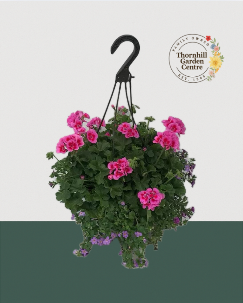 12" Fibre Premium Mixed Sun Hanging Basket - Fuchsia Falls