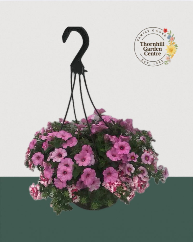 12" Fibre Premium Sun Hanging Basket - Berry Sorbet Mix